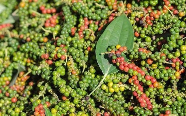 Giá tiêu hôm nay 31/5: Dao động trong khoảng 68.500 - 72.000 đồng/kg