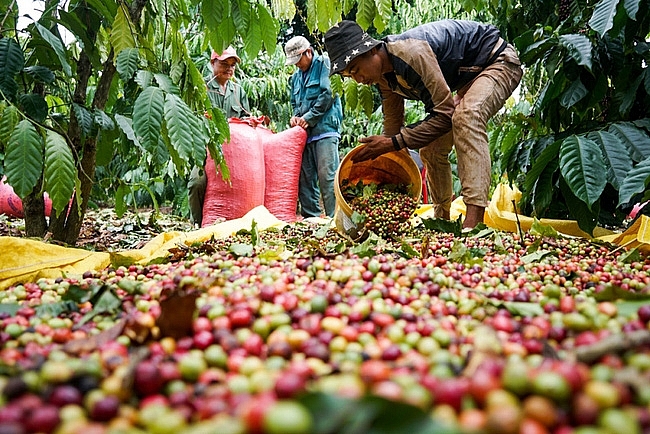 Giá cà phê hôm nay 20/4: Biến động trái chiều