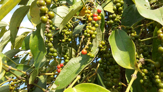 Giá tiêu hôm nay 3/4: Giảm mạnh so với ngày hôm qua