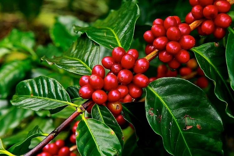 Giá cà phê hôm nay 12/4: Giữ mức ổn định