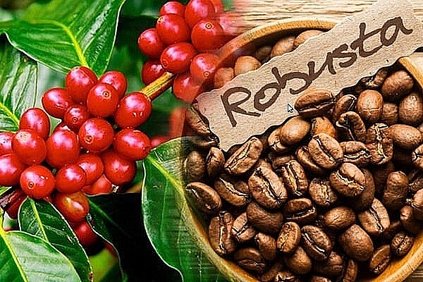 Giá cà phê hôm nay 17/4: Đồng loạt giảm