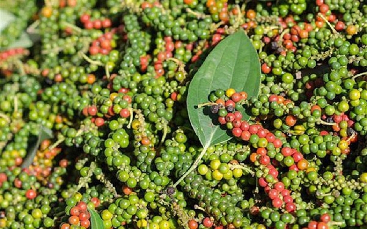 Giá tiêu hôm nay 18/4: Thị trường thế giới tiếp đà tăng