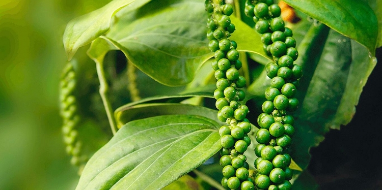 Giá tiêu hôm nay 19/4: Thị trường trong nước tiếp tục đi ngang