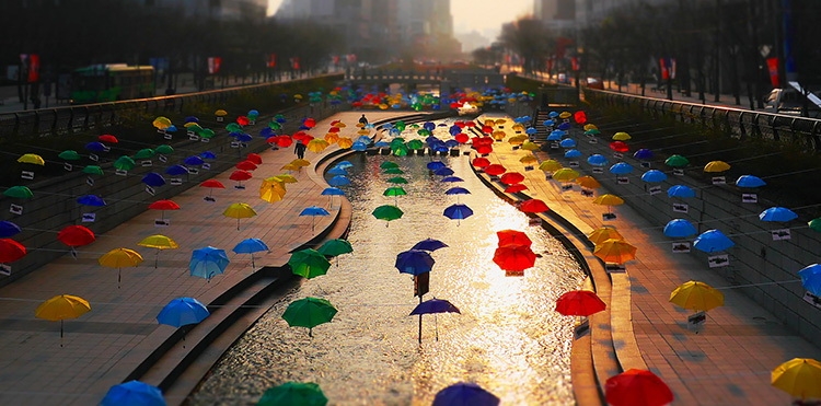 hoa vao khong khi soi dong cua cho dem seoul