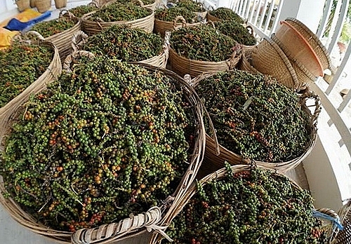 Giá tiêu hôm nay 7/11 tái lập mốc 55.000 đồng/kg