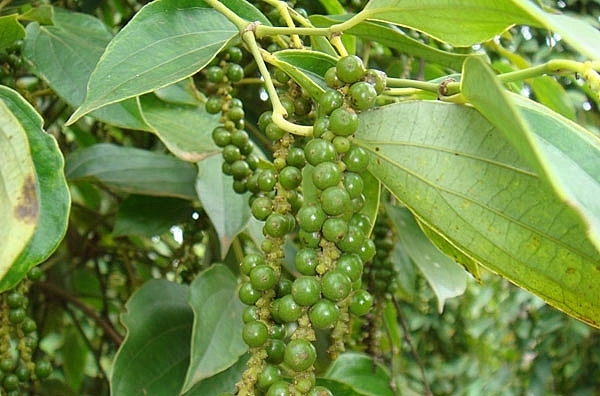 Giá tiêu hôm nay 6/11: Cao nhất đạt 54.000 đồng/kg