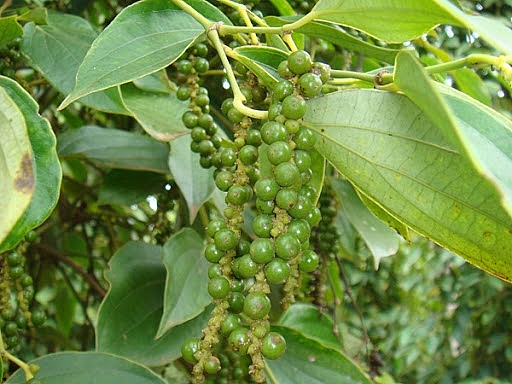 Giá tiêu hôm nay 8/11: Đi ngang phiên cuối tuần