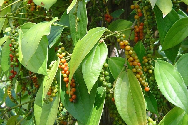 Giá tiêu hôm nay 10/11 đồng loạt tăng trong cả nước