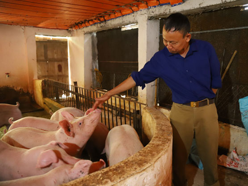 Giá heo hơi hôm nay 14/11: Tiếp tục chững giá tại nhiều tỉnh thành Giá heo hơi hôm nay 14/11: Tiếp tục chững giá tại nhiều tỉnh thành