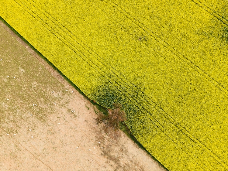 Những cánh đồng vàng bội thu ở Úc Những cánh đồng vàng bội thu ở Úc