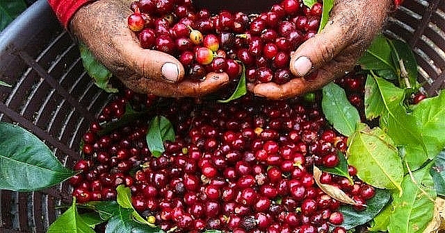 Giá cà phê hôm nay 1/12: Diễn biến trái chiều