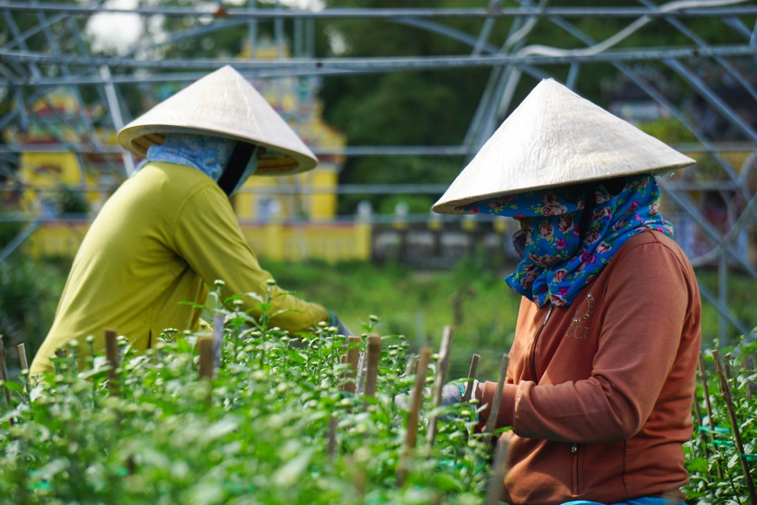 Nông dân vùng trồng hoa Đà Nẵng thấp thỏm chờ thương lái