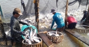 Cá tra Việt Nam gặp 