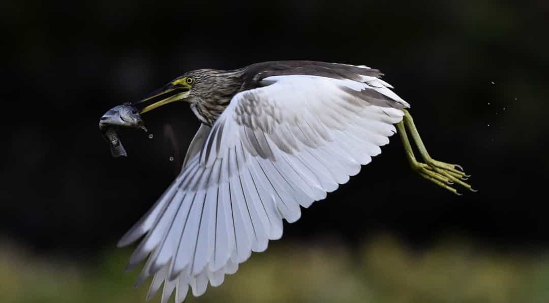 Phong cảnh hoa xuân đẹp hữu tình chỉ có ở Hưng Hóa, Trung Quốc Phong cảnh hoa xuân đẹp hữu tình chỉ có ở Hưng Hóa, Trung Quốc