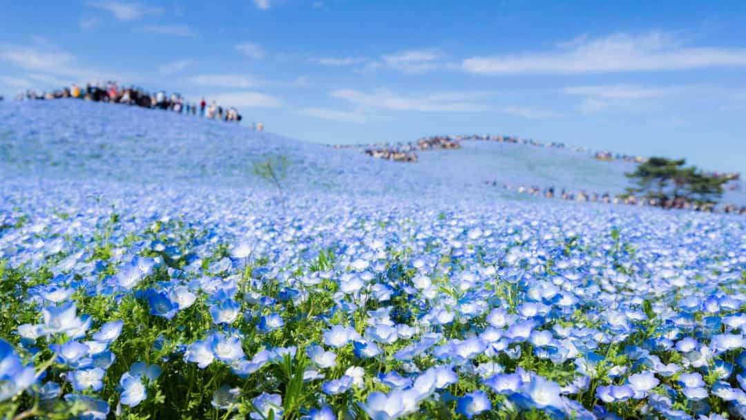 Mãn nhãn với những cánh đồng hoa đẹp ngất ngây trên thế giới Mãn nhãn với những cánh đồng hoa đẹp ngất ngây trên thế giới