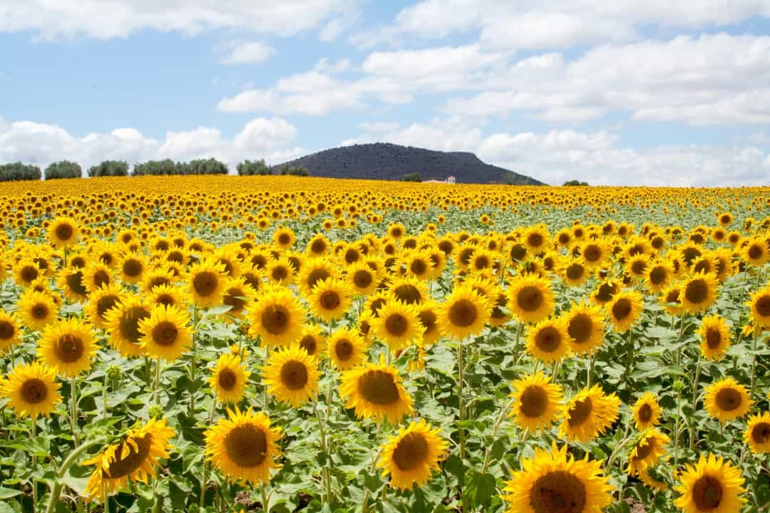 Mãn nhãn với những cánh đồng hoa đẹp ngất ngây trên thế giới Mãn nhãn với những cánh đồng hoa đẹp ngất ngây trên thế giới