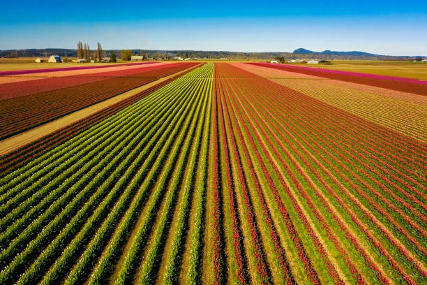 Top 5 lễ hội hoa rực rỡ nhất thế giới khiến du khách mê mẩn