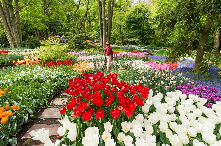 Top 5 địa điểm ngắm hoa tulip đẹp nhất Hà Lan Top 5 địa điểm ngắm hoa tulip đẹp nhất Hà Lan