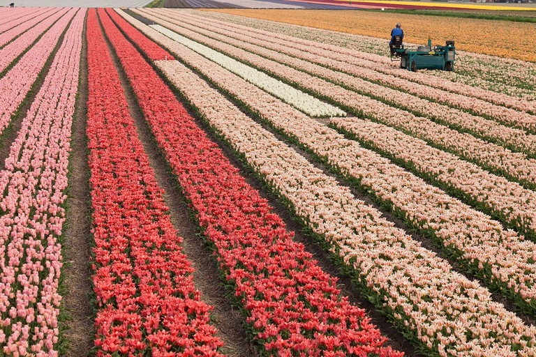 Top 5 địa điểm ngắm hoa tulip đẹp nhất Hà Lan Top 5 địa điểm ngắm hoa tulip đẹp nhất Hà Lan