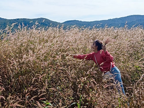 Cánh đồng cỏ lau làm say lòng khách đến Bình Thuận