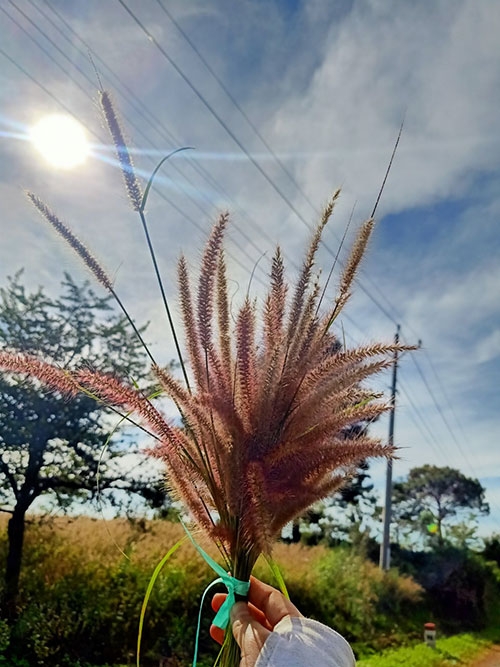 Cánh đồng cỏ lau làm say lòng khách đến Bình Thuận