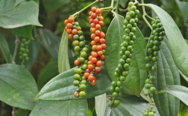 Giá tiêu ngày 26/5: Thế giới tăng vọt, trong nước sắp chạm mốc 70.000 đồng/kg