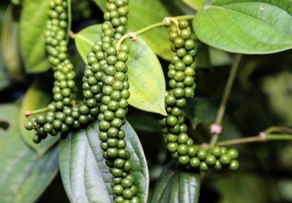 Giá tiêu hôm nay 11/4: Giảm 1.500 - 2.500 đ/kg trong tuần qua