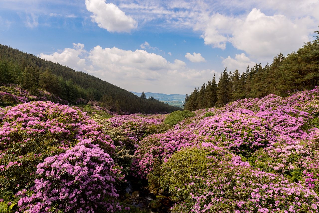 hay cung tan huong nhung canh dong hoa dep nhu trong truyen co tich tren the gioi