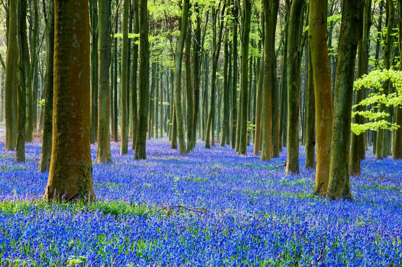 hay cung tan huong nhung canh dong hoa dep nhu trong truyen co tich tren the gioi