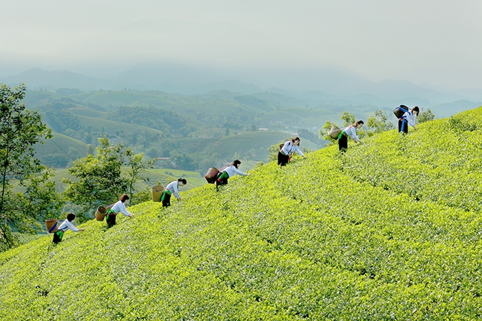 Đồi chè Long Cốc và Vườn quốc gia Xuân Sơn - Địa chỉ du lịch hấp dẫn