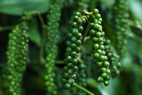 gia-tieu-hom-nay-2410-vuot-moc-54000-dongkg