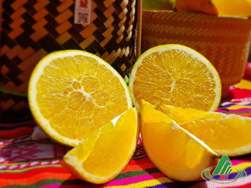 Tất Tật về vườn cam ly Mộc Châu siêu đẹp và ngon Tất Tật về vườn cam ly Mộc Châu siêu đẹp và ngon