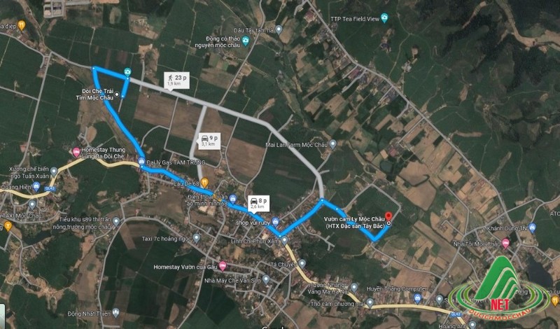 Tất Tật về vườn cam ly Mộc Châu siêu đẹp và ngon Tất Tật về vườn cam ly Mộc Châu siêu đẹp và ngon