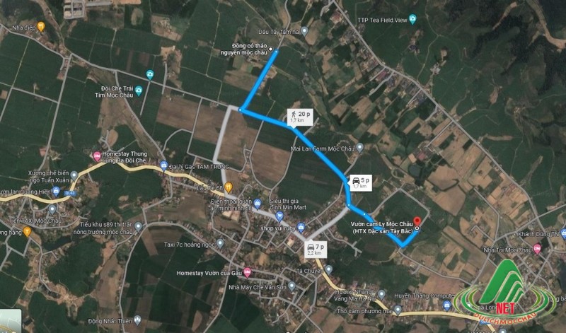 Tất Tật về vườn cam ly Mộc Châu siêu đẹp và ngon Tất Tật về vườn cam ly Mộc Châu siêu đẹp và ngon