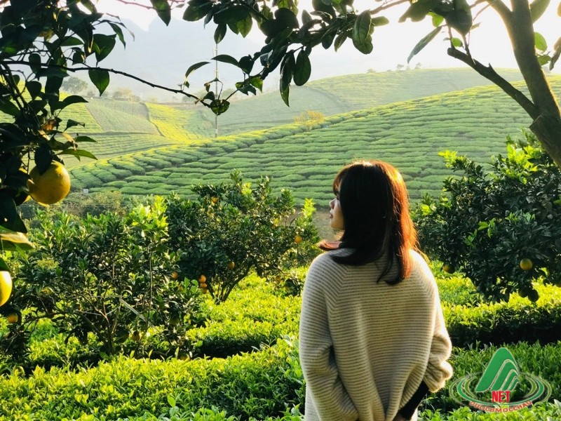 Tất Tật về vườn cam ly Mộc Châu siêu đẹp và ngon Tất Tật về vườn cam ly Mộc Châu siêu đẹp và ngon