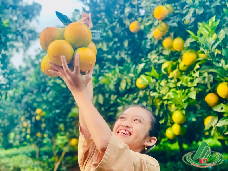 Tất Tật về vườn cam ly Mộc Châu siêu đẹp và ngon Tất Tật về vườn cam ly Mộc Châu siêu đẹp và ngon