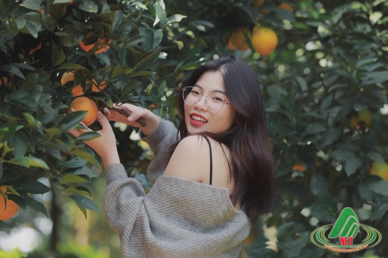 Tất Tật về vườn cam ly Mộc Châu siêu đẹp và ngon Tất Tật về vườn cam ly Mộc Châu siêu đẹp và ngon