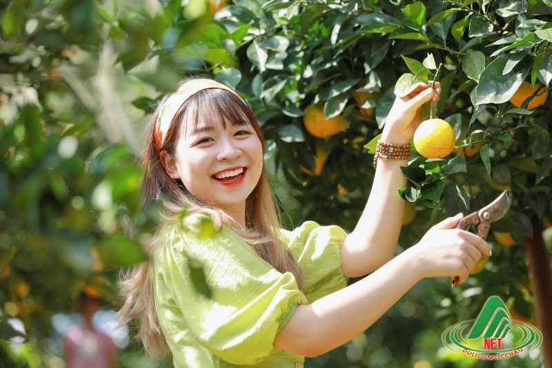 Tất Tật về vườn cam ly Mộc Châu siêu đẹp và ngon Tất Tật về vườn cam ly Mộc Châu siêu đẹp và ngon