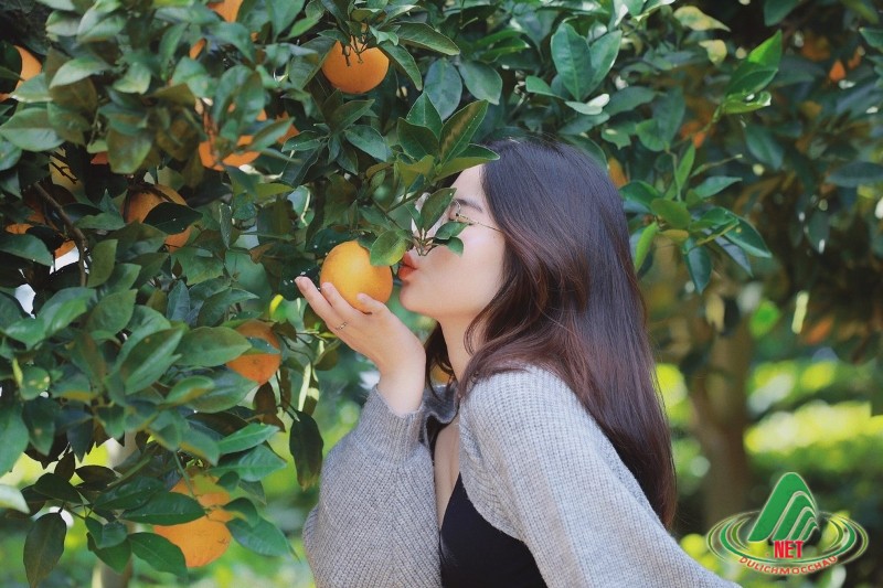 Tất Tật về vườn cam ly Mộc Châu siêu đẹp và ngon Tất Tật về vườn cam ly Mộc Châu siêu đẹp và ngon