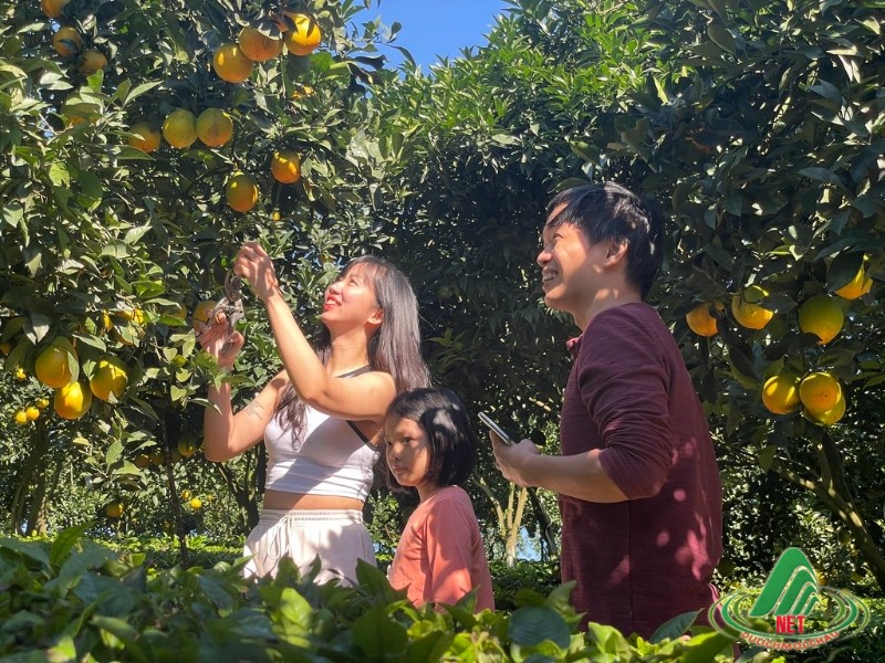 Tất Tật về vườn cam ly Mộc Châu siêu đẹp và ngon Tất Tật về vườn cam ly Mộc Châu siêu đẹp và ngon