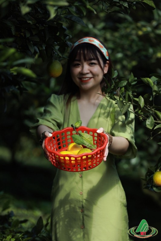 Tất Tật về vườn cam ly Mộc Châu siêu đẹp và ngon Tất Tật về vườn cam ly Mộc Châu siêu đẹp và ngon